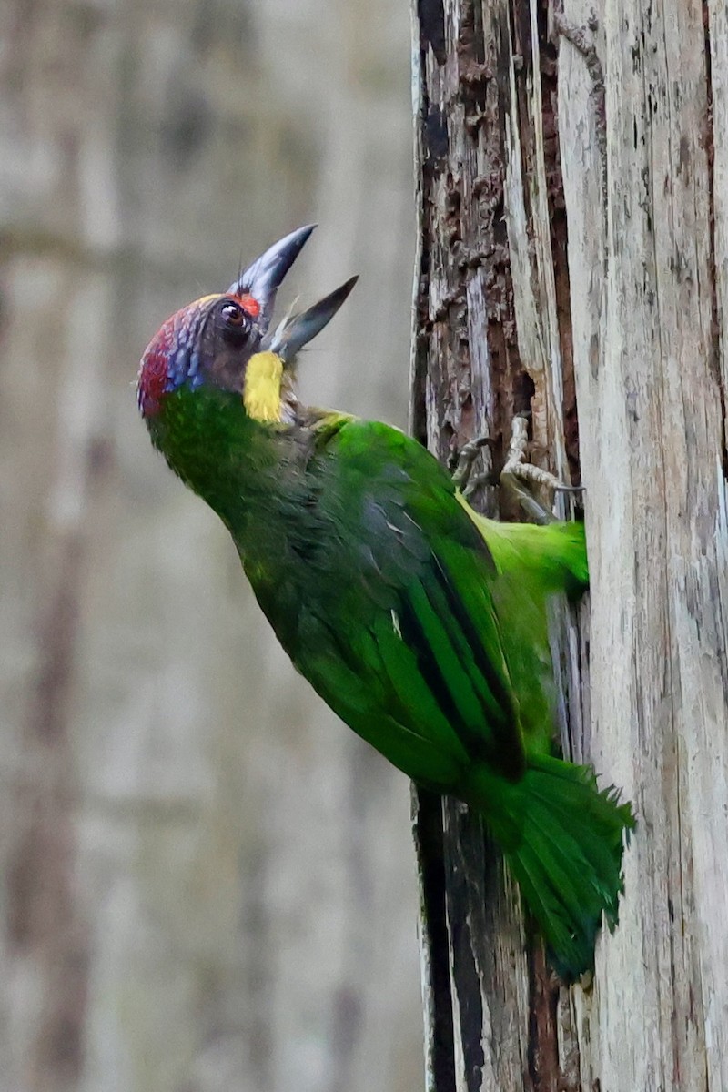 Gold-whiskered Barbet (Gold-faced) - ML638736729