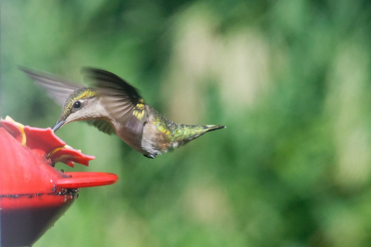 Ruby-throated Hummingbird - ML638736756