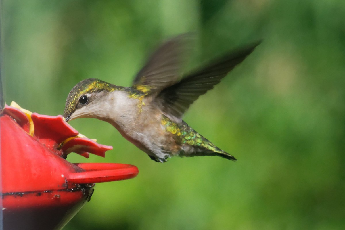Ruby-throated Hummingbird - ML638736757