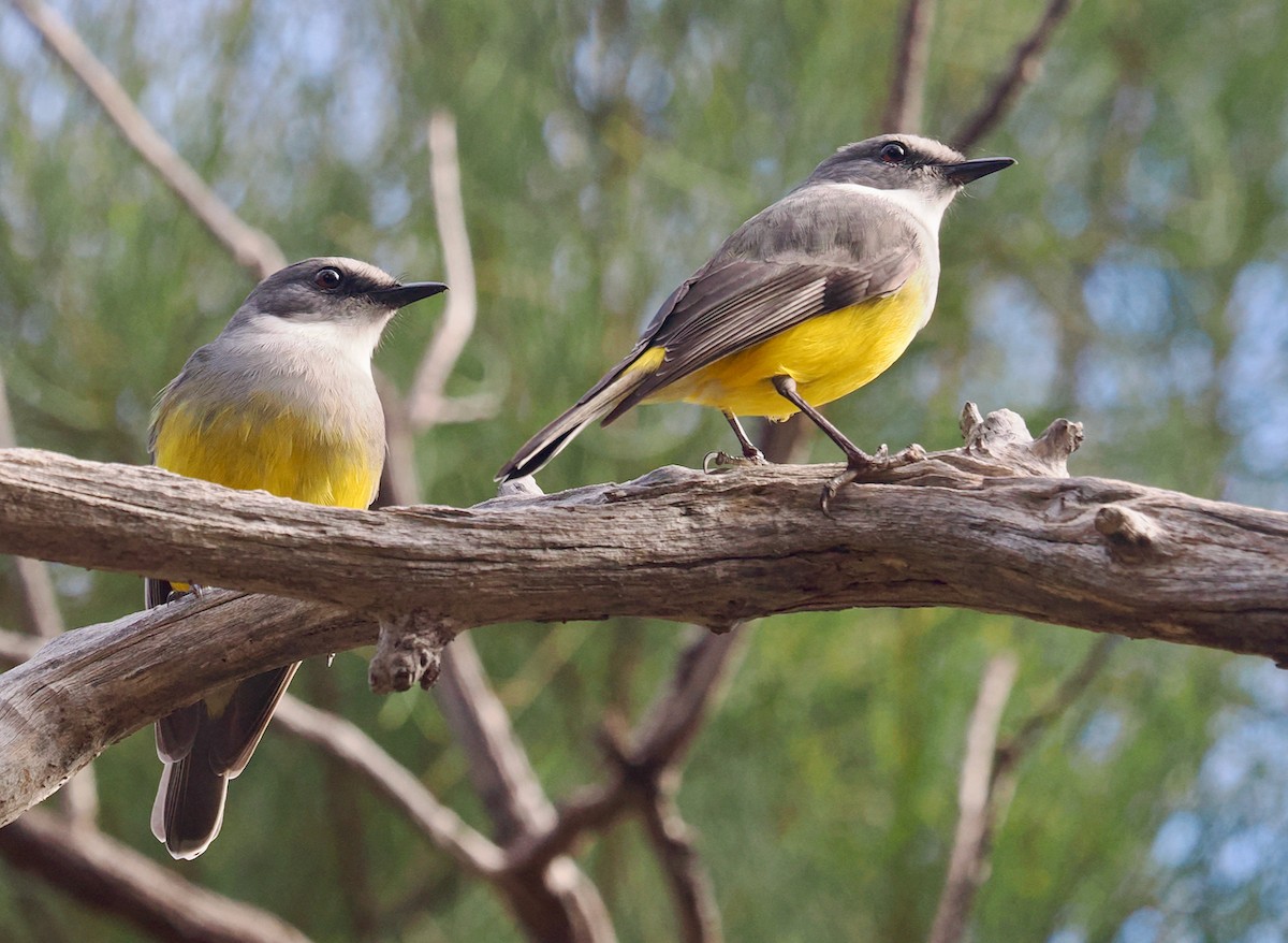 Western Yellow Robin - ML638736769