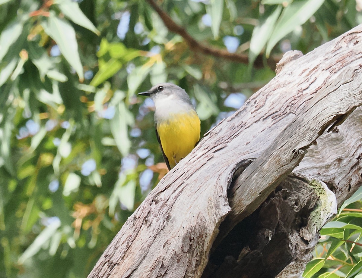 Western Yellow Robin - ML638736771