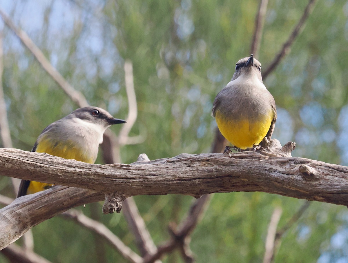 Western Yellow Robin - ML638736772