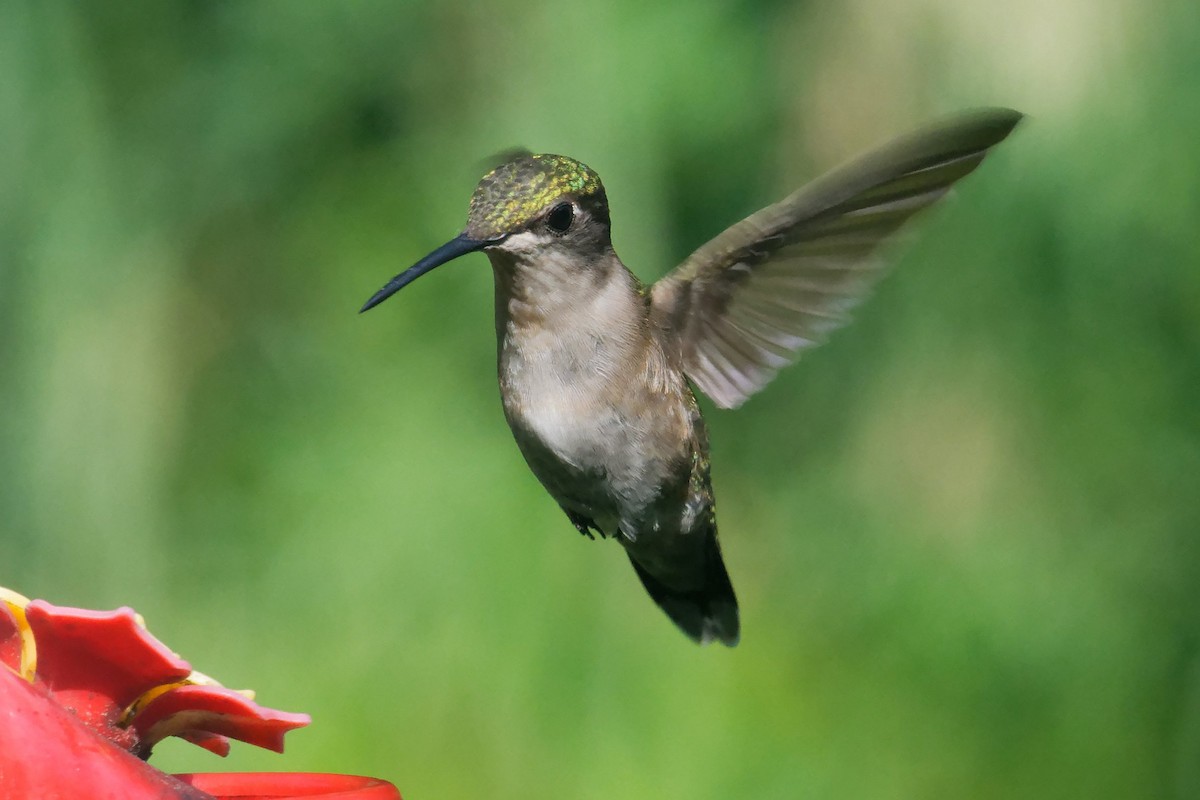 Ruby-throated Hummingbird - ML638736777