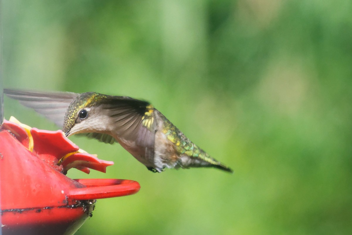 Ruby-throated Hummingbird - ML638736786