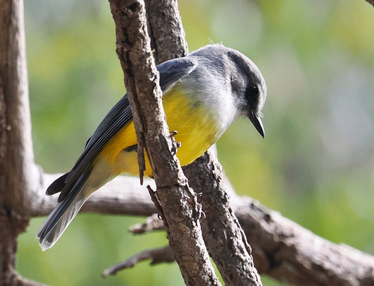 Western Yellow Robin - ML638736787