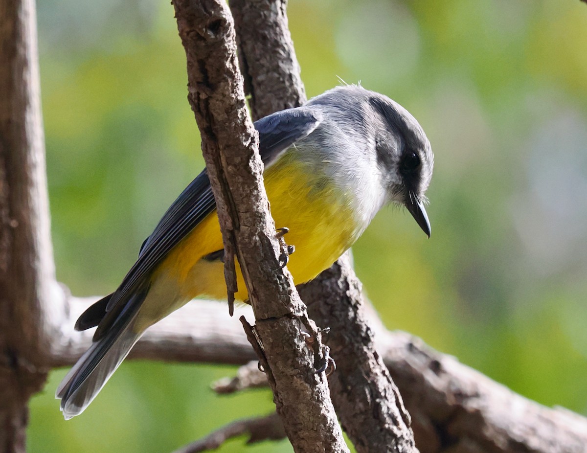 Western Yellow Robin - ML638736788