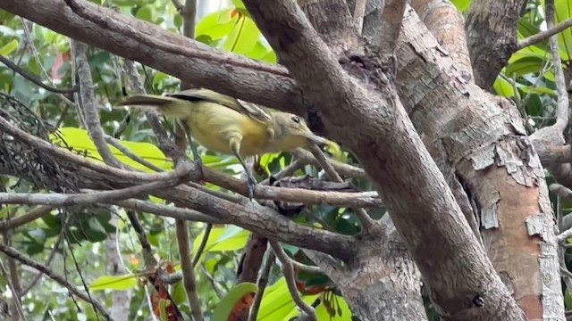 Thick-billed Vireo - ML638736795