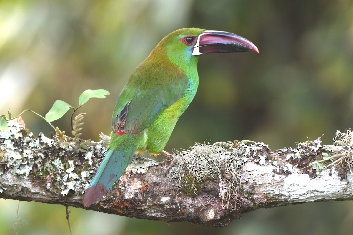 Crimson-rumped Toucanet - ML638736801