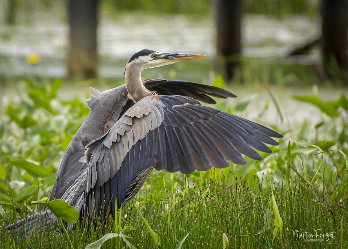 Great Blue Heron - ML638736804
