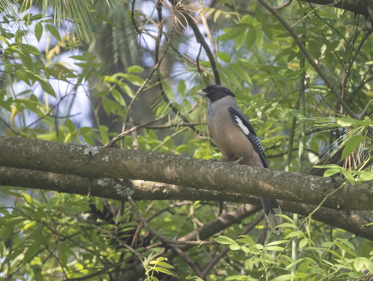 Black-headed Jay - ML638736821