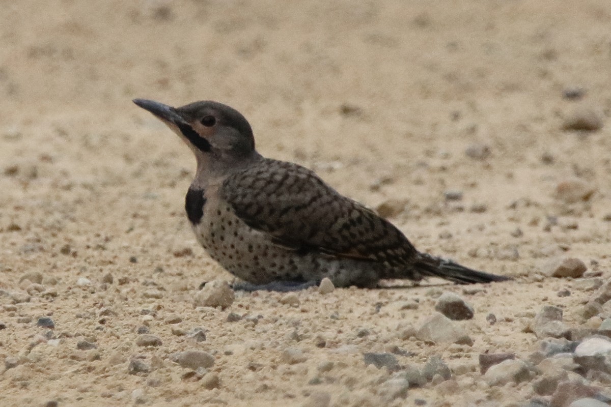 Northern Flicker - ML638736860