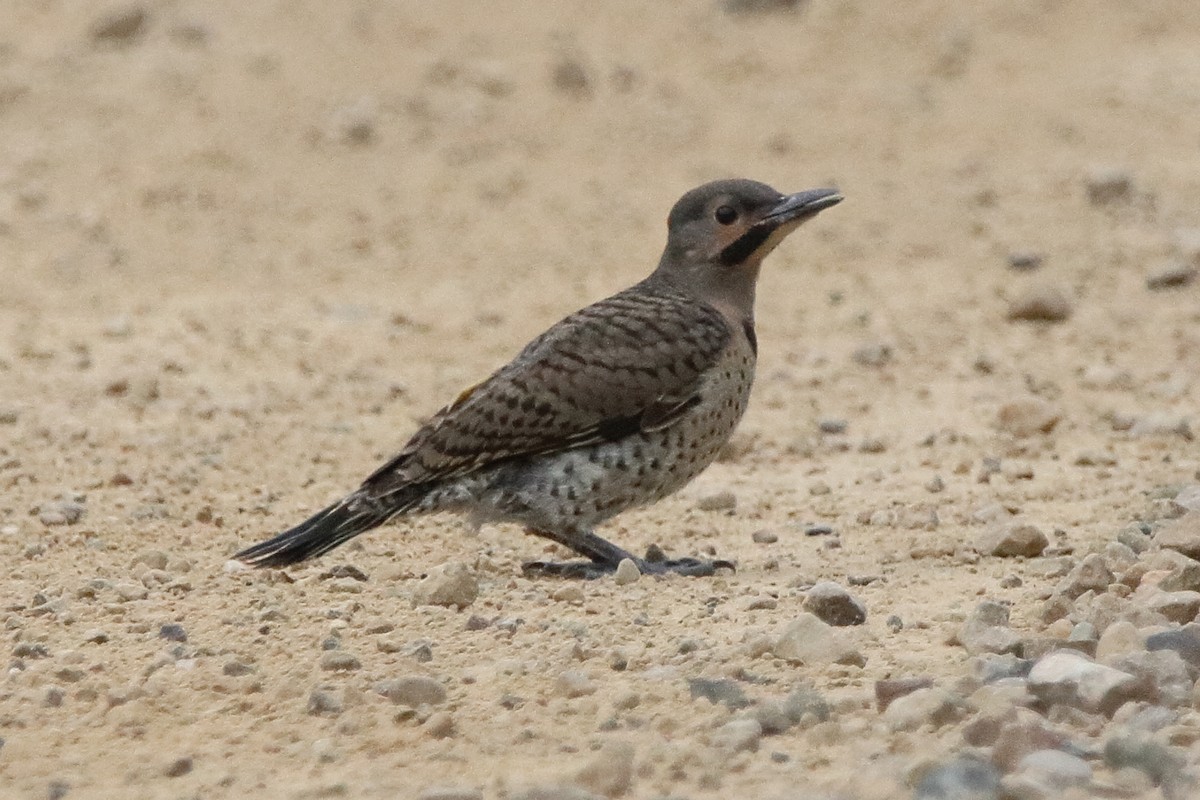 Northern Flicker - ML638736861