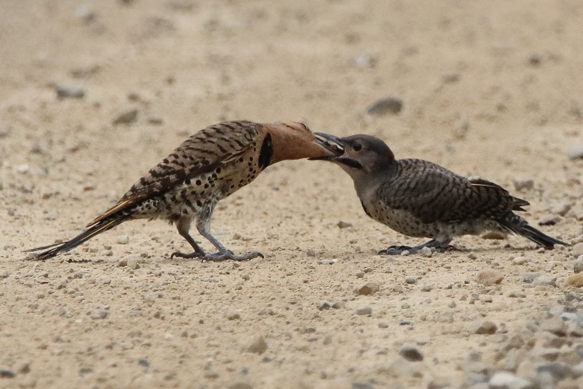 Northern Flicker - ML638736862