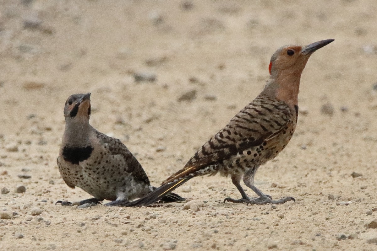Northern Flicker - ML638736863