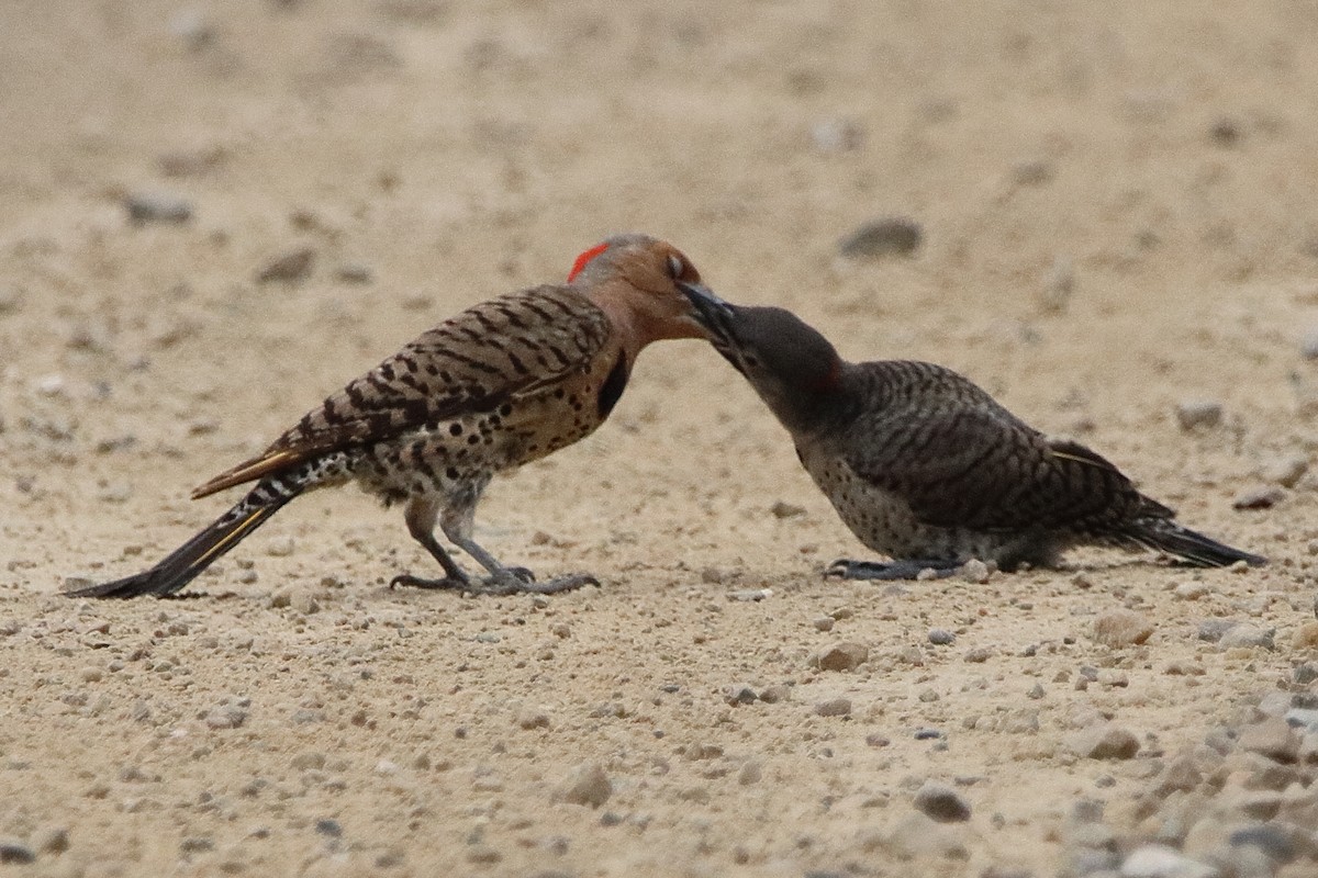 Northern Flicker - ML638736864