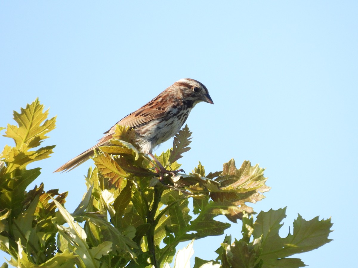 Song Sparrow - ML638736865