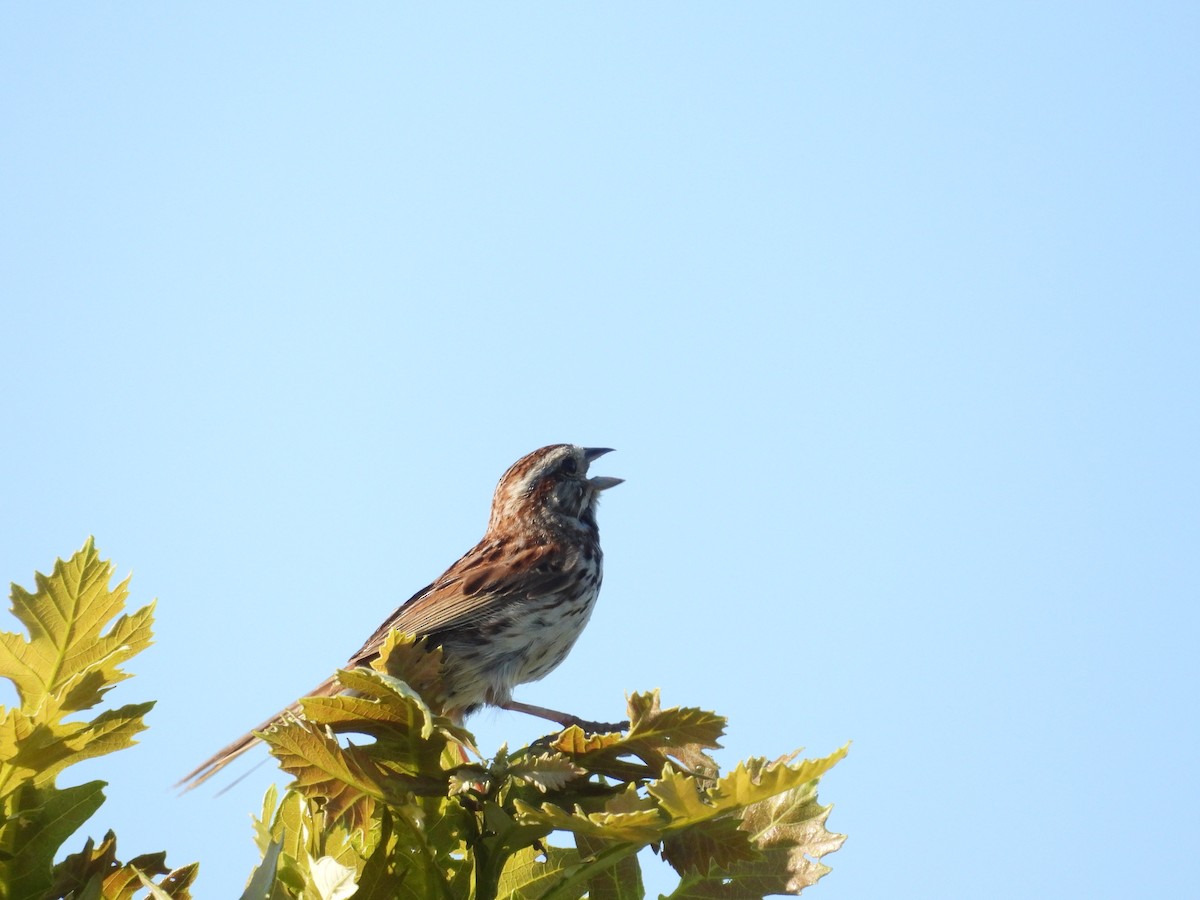 Song Sparrow - ML638736869