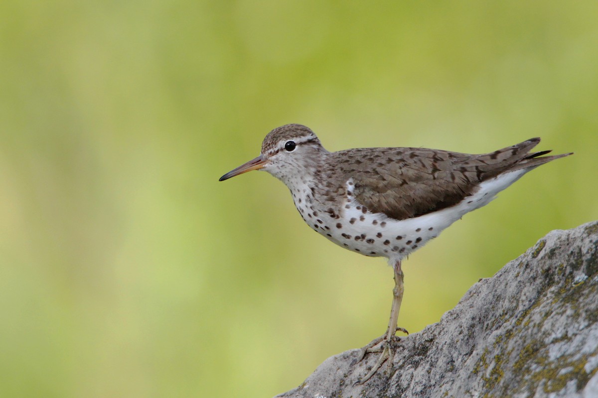 flekksnipe - ML638736896