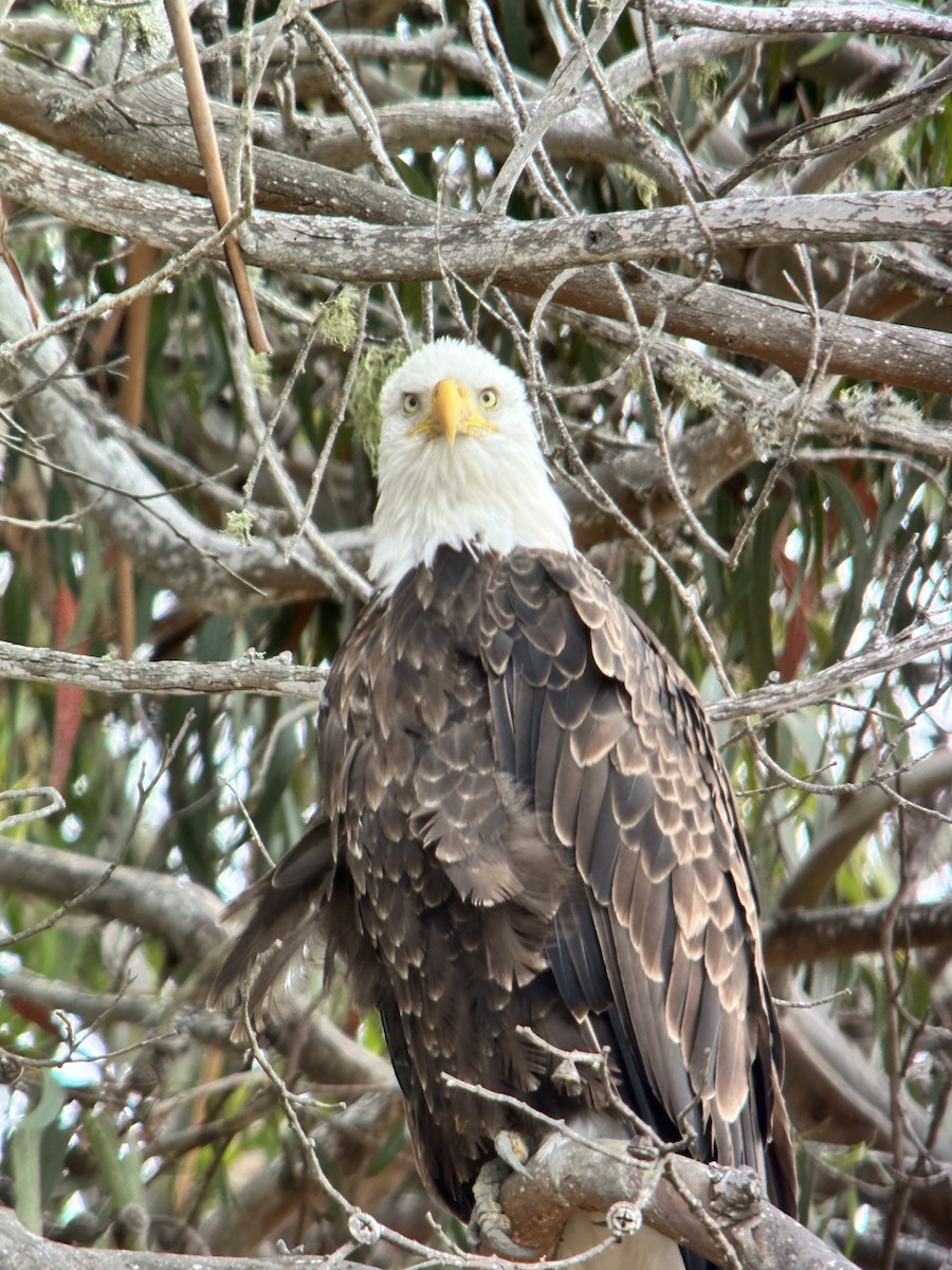 Bald Eagle - ML638736935