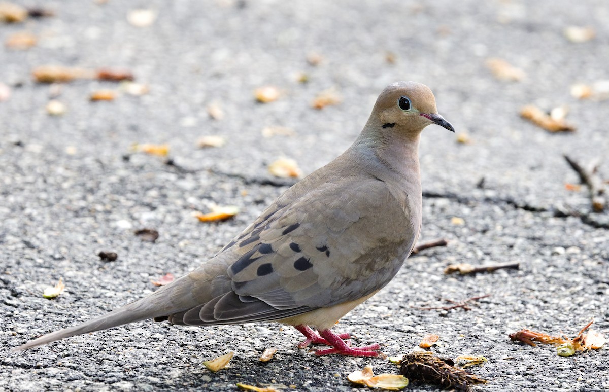 Mourning Dove - ML638736956