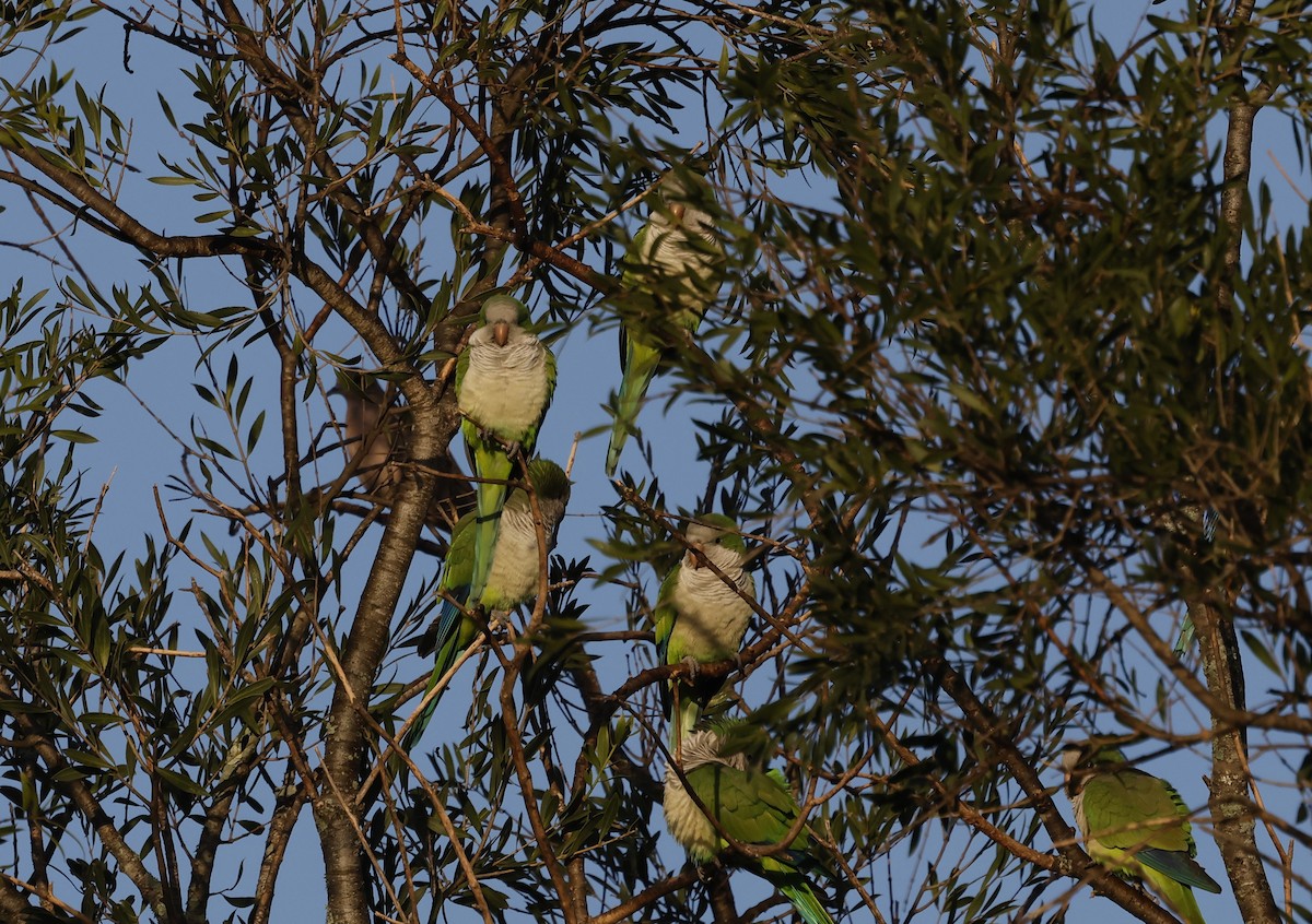 Monk Parakeet - ML638736983