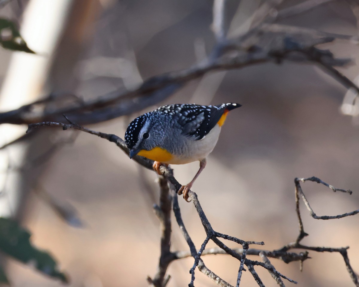 Fleckenpanthervogel - ML638736990