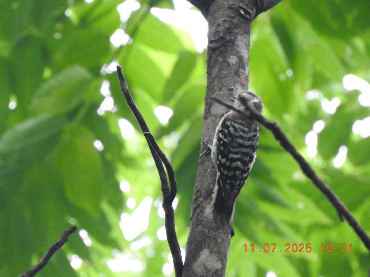 Japanese Pygmy Woodpecker - ML638737012