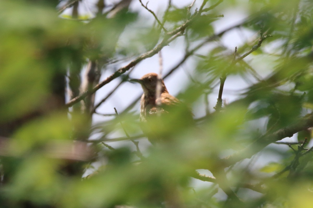 Brown Thrasher - ML638737013