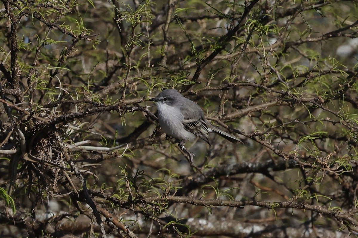 Grauscheitel-Olivtyrann - ML638737053