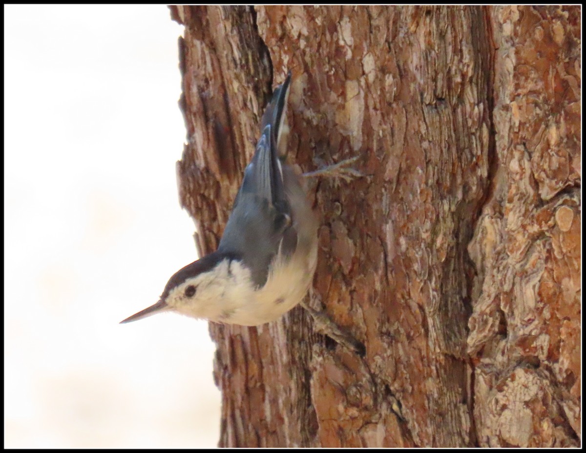 White-breasted Nuthatch - ML638737057