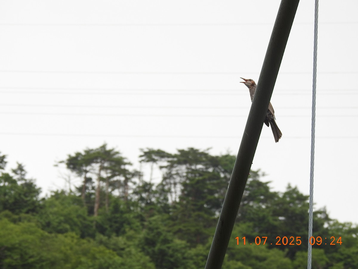 Brown-eared Bulbul - ML638737059