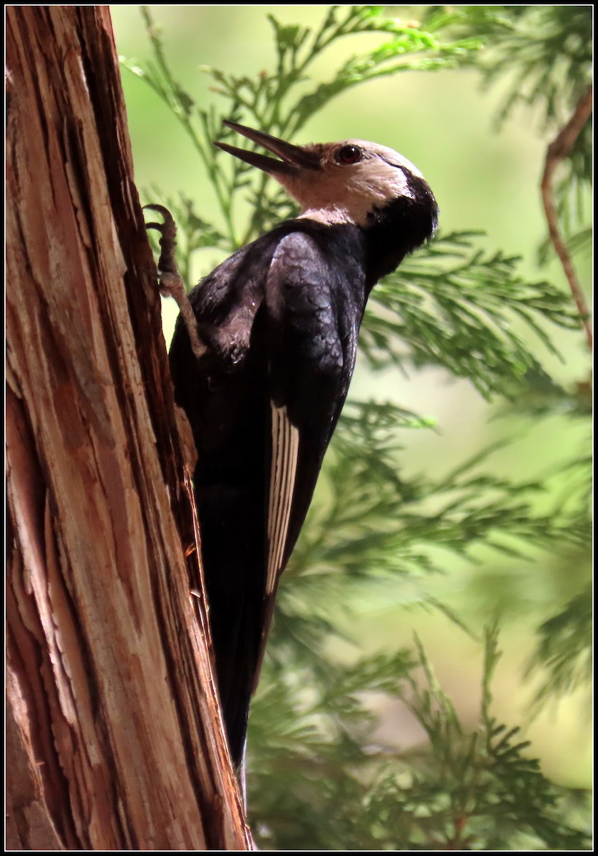 White-headed Woodpecker - ML638737079