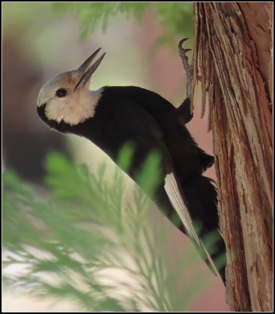 White-headed Woodpecker - ML638737080