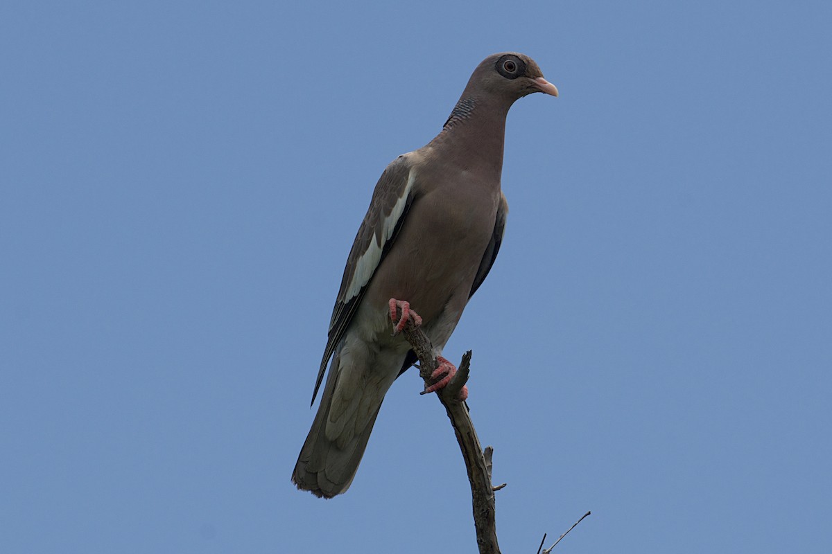 Bare-eyed Pigeon - ML638737085