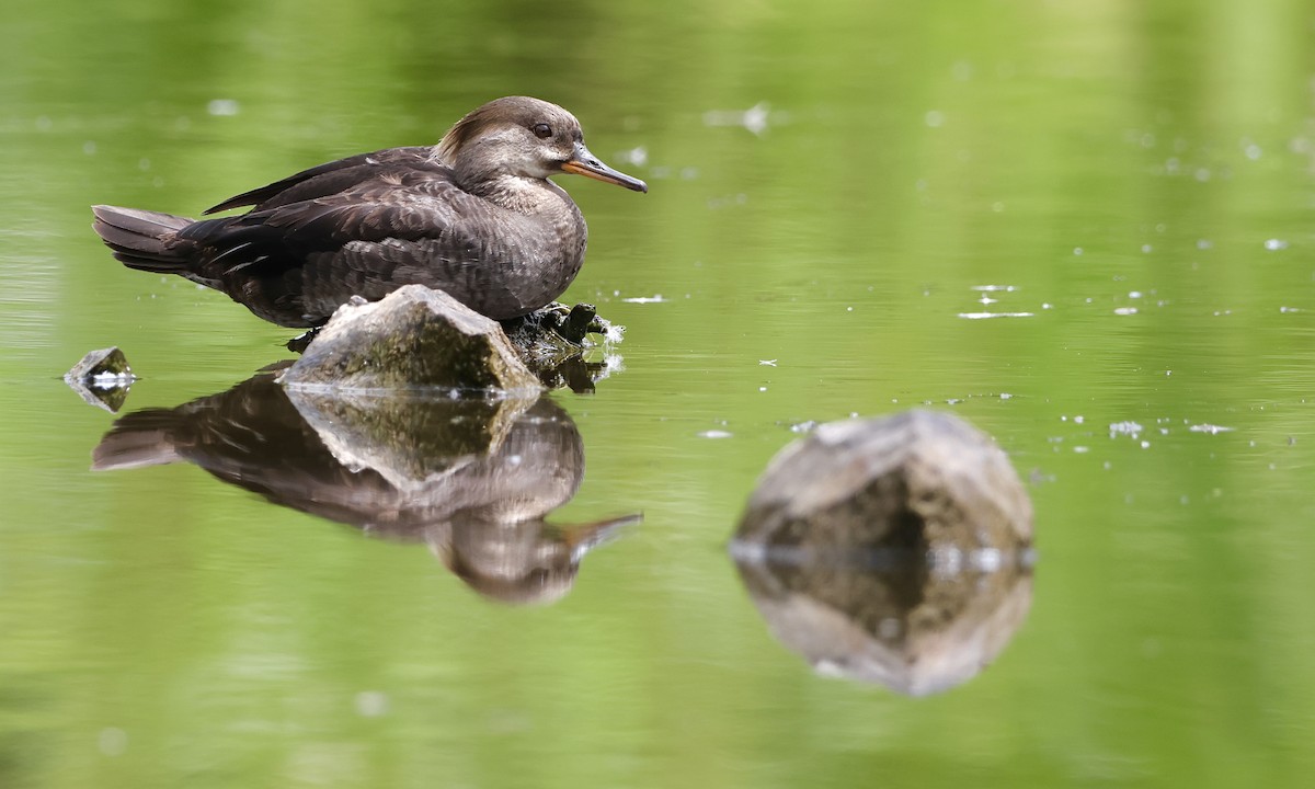 Hooded Merganser - ML638737086