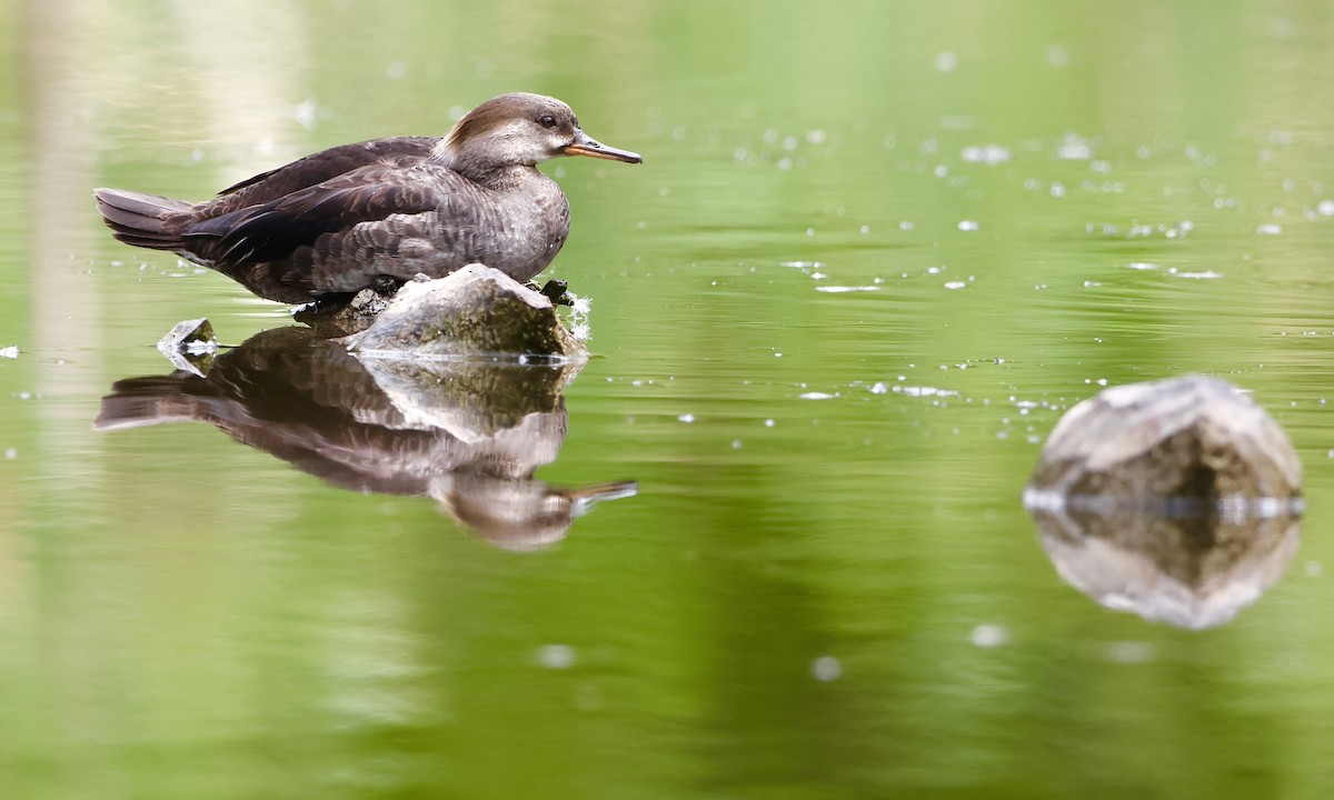 Hooded Merganser - ML638737088