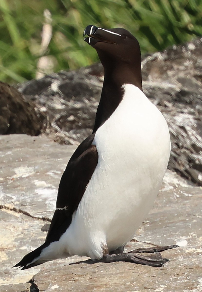 Razorbill - ML638737089