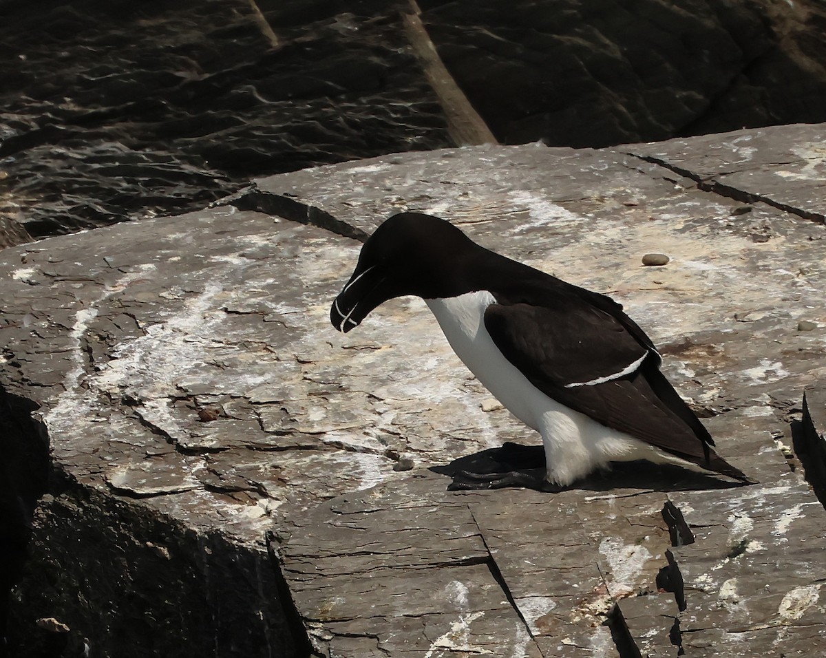 Razorbill - ML638737091