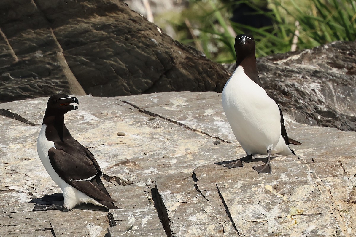 Razorbill - ML638737092