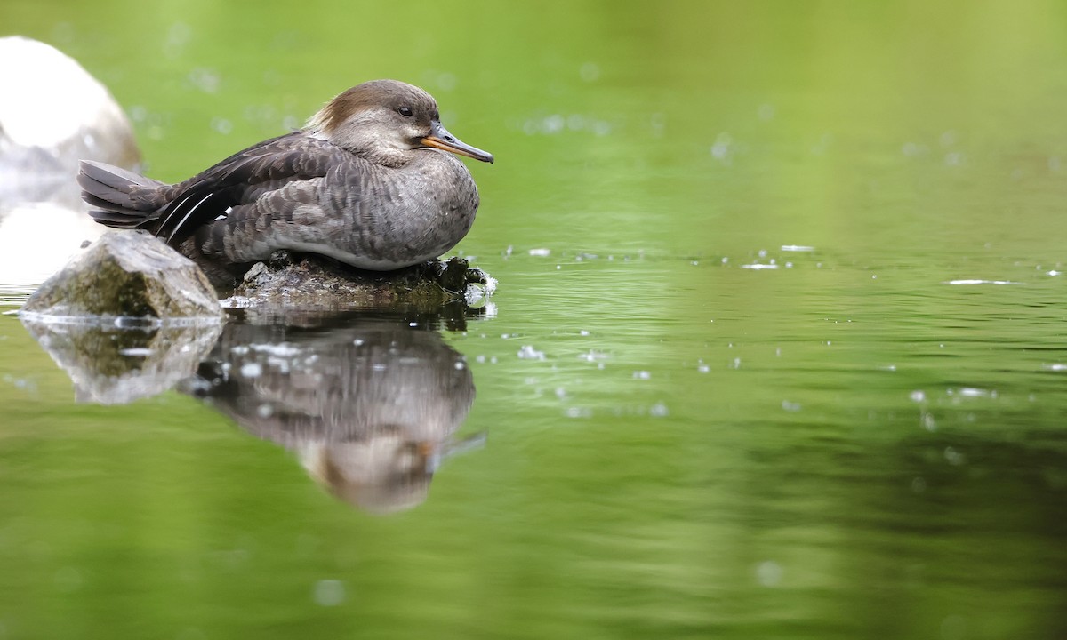Hooded Merganser - ML638737093