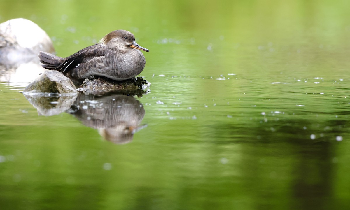 Hooded Merganser - ML638737096