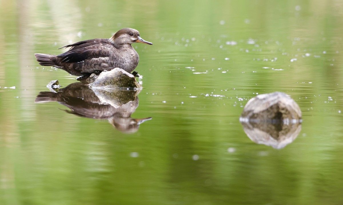 Hooded Merganser - ML638737097
