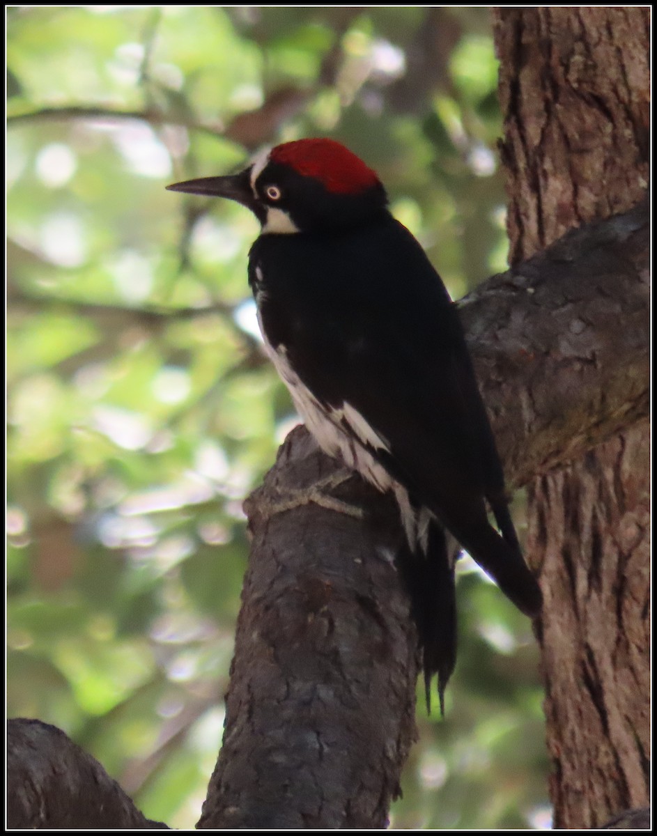 Acorn Woodpecker - ML638737098