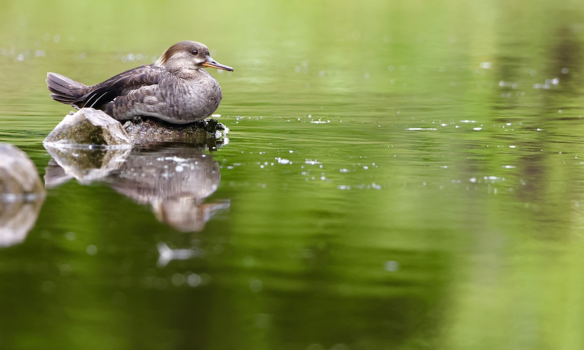 Hooded Merganser - ML638737099