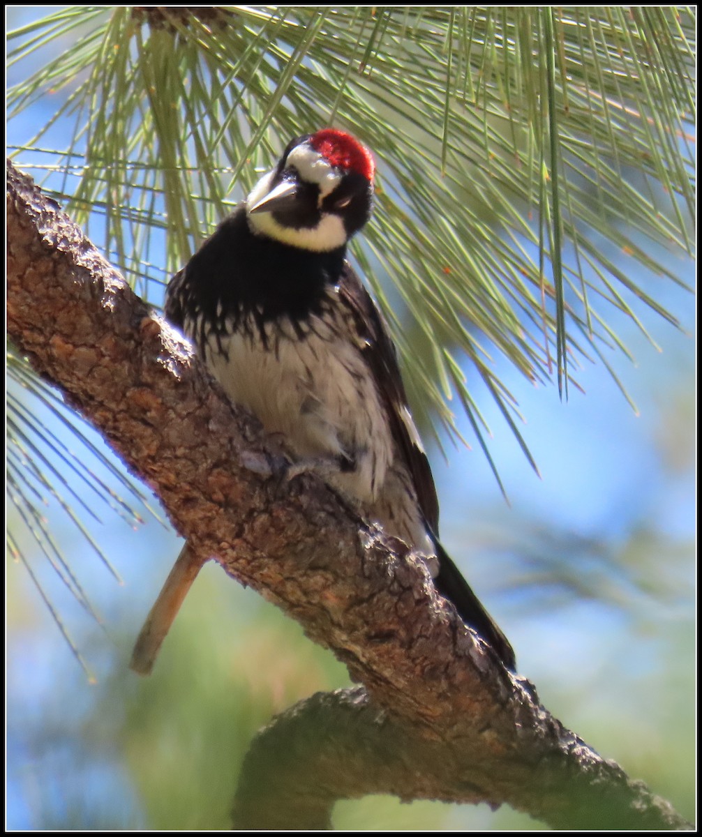 Acorn Woodpecker - ML638737100