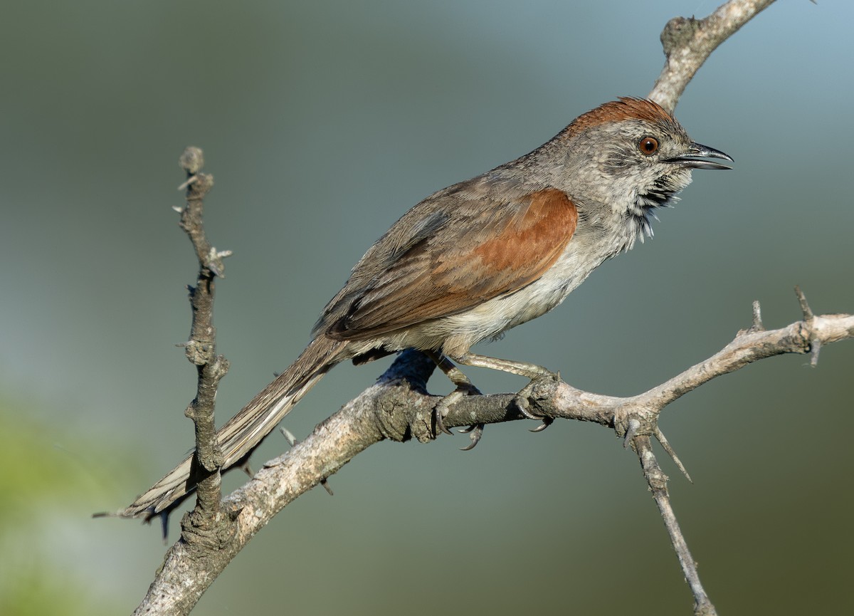 Pale-breasted Spinetail - ML638737103