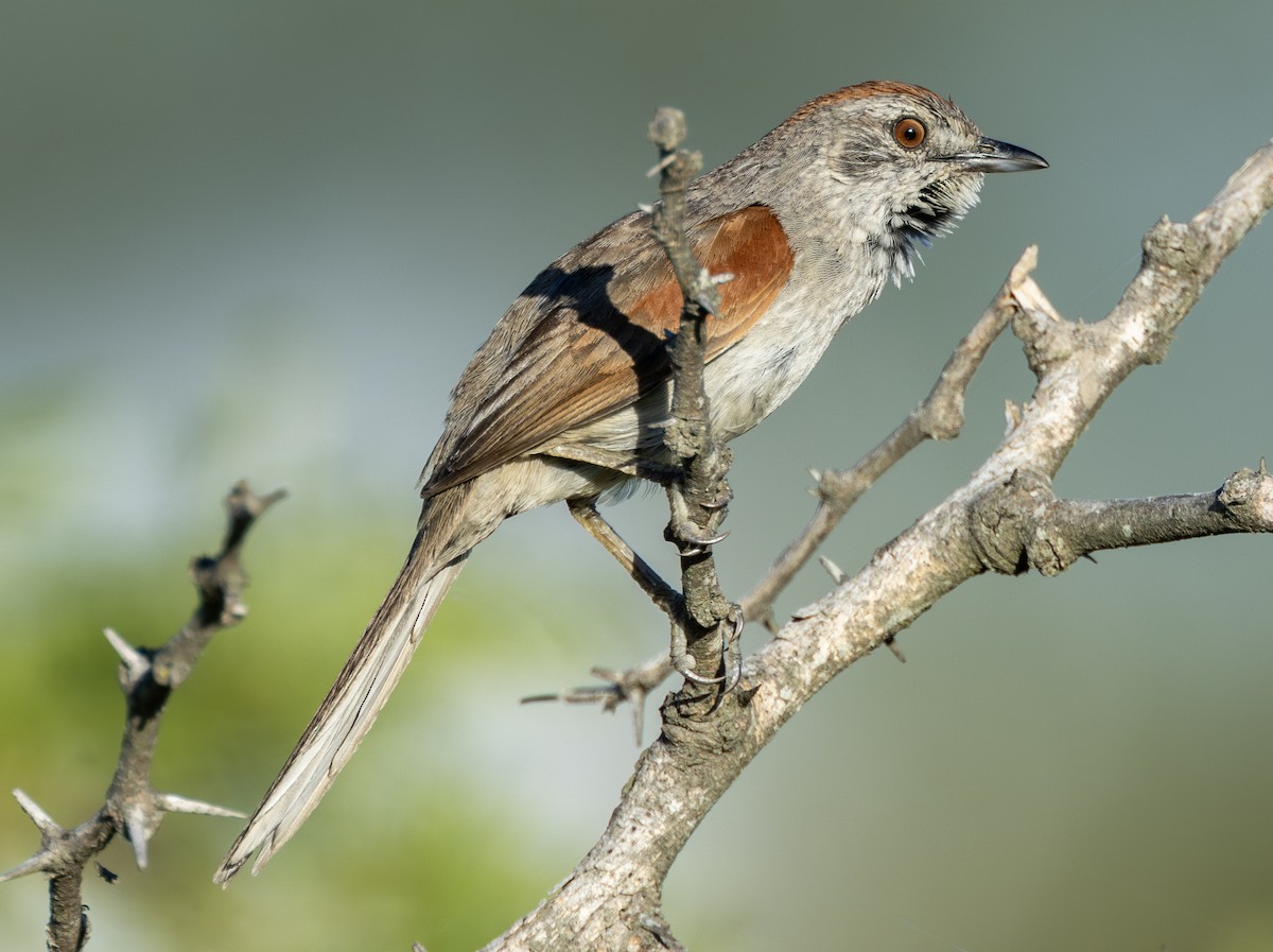 Pale-breasted Spinetail - ML638737104