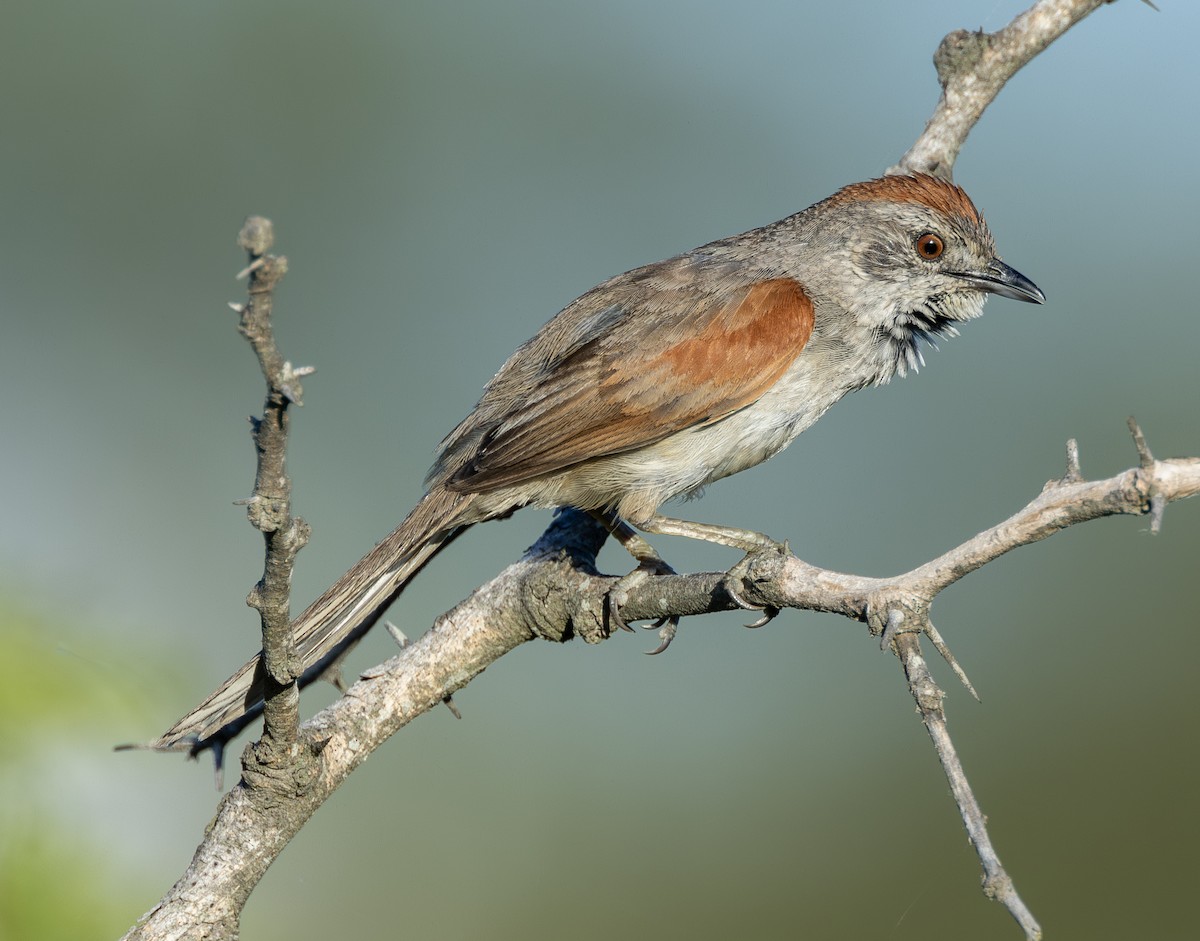 Pale-breasted Spinetail - ML638737105