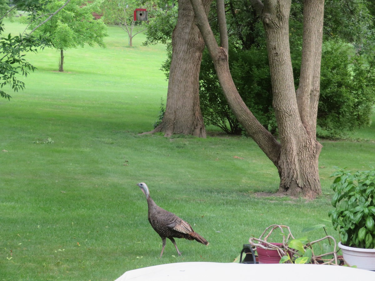 Wild Turkey - ML638737106