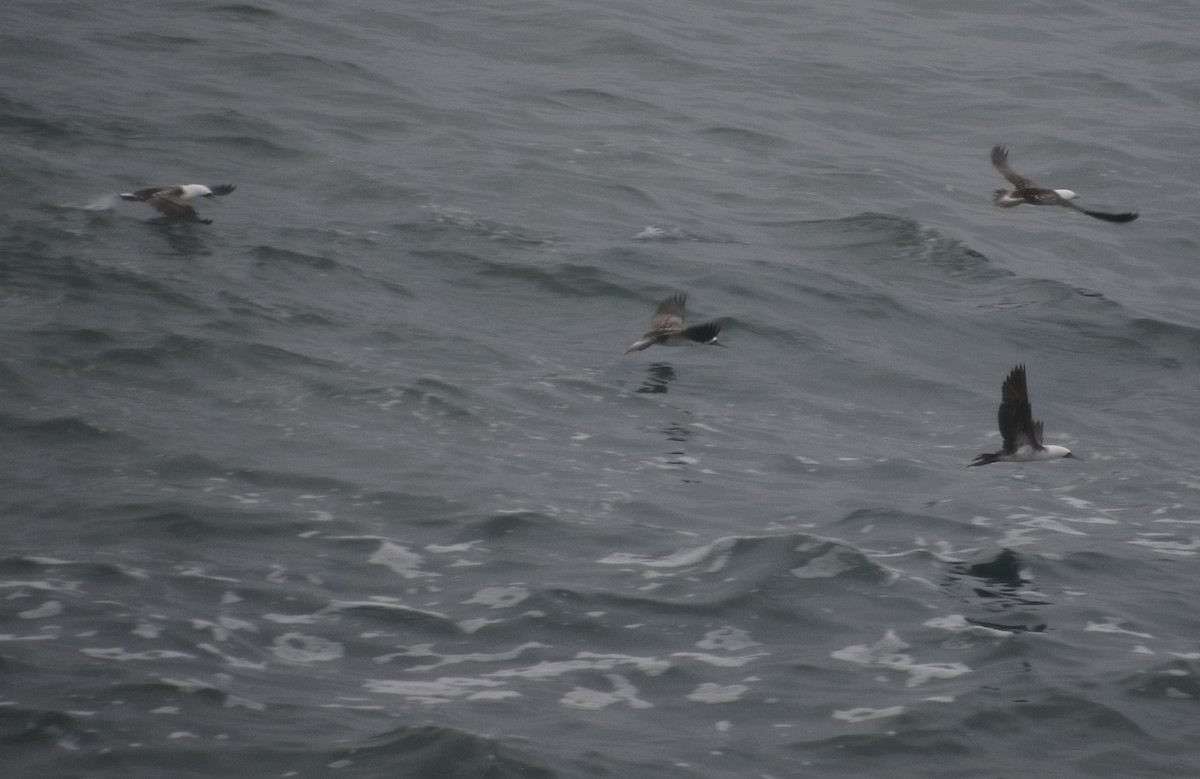 Peruvian Booby - ML638737108